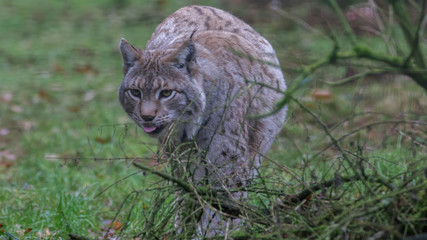 Lynx in winter coat