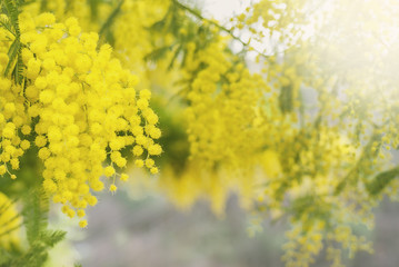 Mimosa tree in bloom