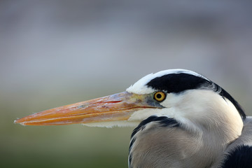Graureiher auf der Jagd nach Beute