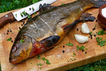 Raw tench big fish on cutting board with some herbs.