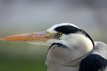 Graureiher auf der Jagd nach Beute