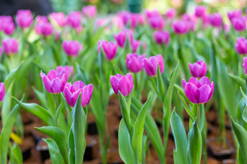 Flower tulips background. bokeh nature