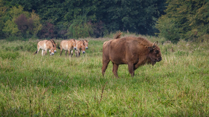 Wisent - European Bison