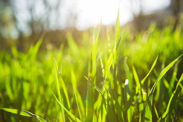 Трава в лучах солнца