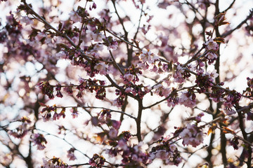 Sakura cherry tree blossom in spring morning with backlight