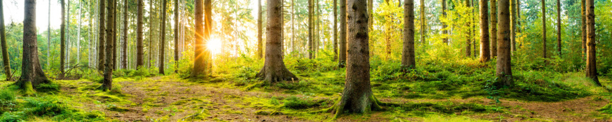 Panorama of a beautiful forest at sunrise © Günter Albers