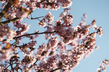 Tender sakura cherry tree blossom in spring morning