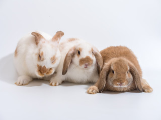 Three baby Holland Lop rabbit on white ground