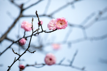 梅の花