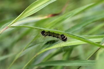 Caterpillar