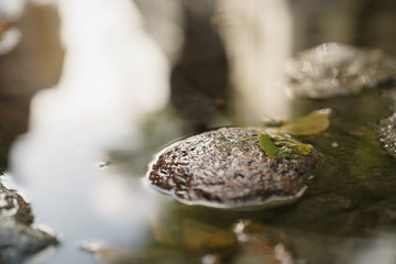 wet old pavement with puddle and autumn leaves