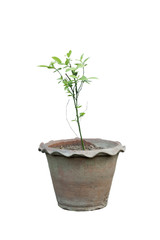 Small Blueberry tree in the pot on white background.