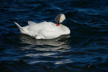 Mute swan swims in dark blue water