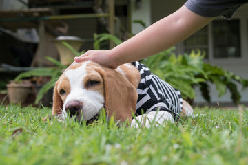 Brown ears Beagle dog sitting on the green grass yard playing and chewing wooden stick when kid's...