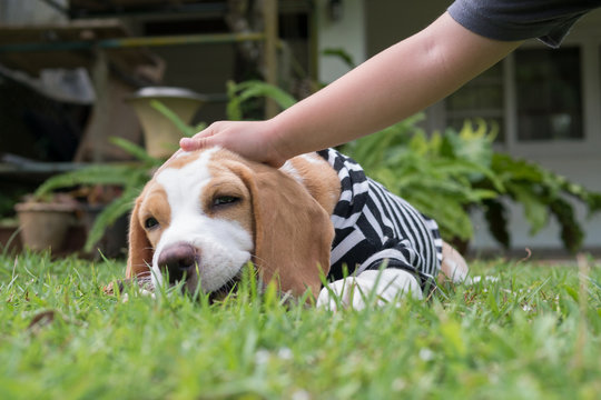 Brown Ears Beagle Dog Sitting On The Green Grass Yard Playing And Chewing Wooden Stick When Kid's Hand Patting Dog's Head Shows Friendship Concept