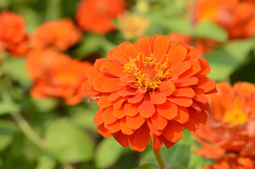 Zinnia in the park.