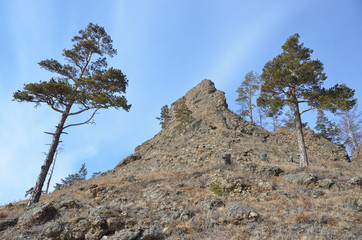 Russia. Lake Baikal, the pine trees on Primorsky ridge in the area between the cape Bolshoy Kadilny and the village of Bolshie Koty during winter © irinabal18