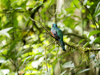 Exotic bird from mountain tropic forest. Masked Trogon, Trogon personatus, red and brown bird in the nature habitat, Maquipucuna, Ecuador.