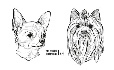 Set of portraits of dogs. Breeds Chihuahua and Yorkshire Terrier. Graphical vector illustration