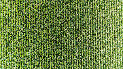 Aerial view of crop circles