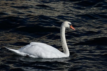 Mute swan is swimming in a lake