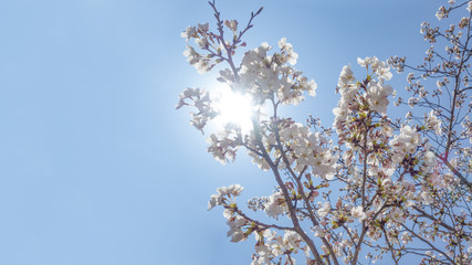 Fototapeta premium 桜