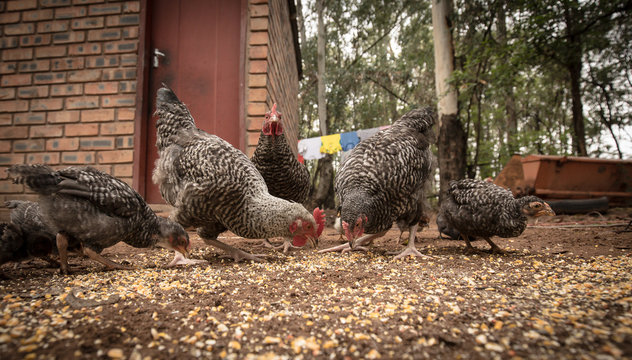 Free Range Chickens On A Farm In Africa