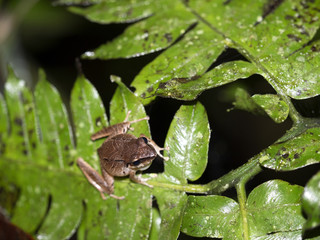Frog of the genus Rana in the mountain foggy forest of Maquipucuna, Ecuador