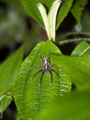 Spider on the mountain foggy forest of Maquipucuna, Ecuador