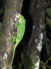 Large green lizard Enyalioides ssp. In the mountain foggy forest of Maquipucuna, Ecuador