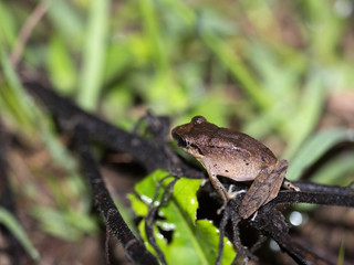 Naklejka premium Frog of the genus Rana in the mountain foggy forest of Maquipucuna, Ecuador