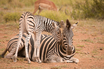 Fototapeta na wymiar Burchell’s zebra mare lying down with her foal nudging her for a drink 