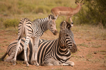 Fototapeta na wymiar Burchell’s zebra mare sharing a tender moment comforting her young foal
