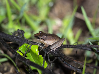 Fototapeta premium Frog of the genus Rana in the mountain foggy forest of Maquipucuna, Ecuador