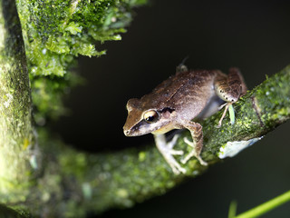 Frog of the genus Rana in the mountain foggy forest of Maquipucuna, Ecuador