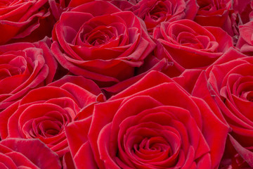 Closeup of a fresh red rose. Big bunch of red roses. Rose flower pattern.