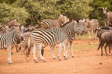 Fototapeta na wymiar Burchell’s zebra and Blue Wildebeest herding together at a waterhole