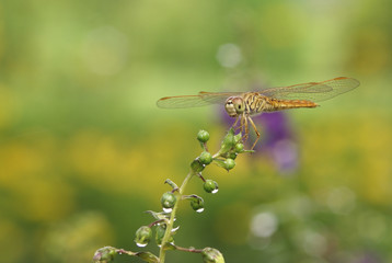 dragonfly in the garden