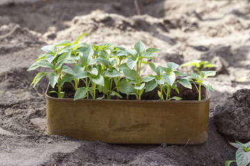 Sprouts of bell pepper