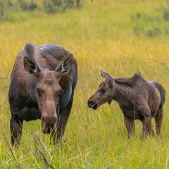 Moose Calf and Mother Graze Together