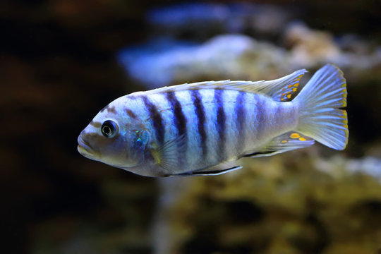 Aquarium fish Pseudotropheus Saulosi closeup