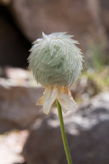Single Seed Head of Anemone Flower