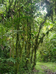 Fototapeta premium Interior of the mountain foggy forest of Maquipucuna, Ecuador