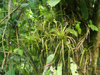 Large Bromelia on Tree, in the mountain foggy forest of Maquipucuna, Ecuador