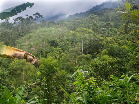 Fototapeta Interior of the mountain foggy forest of Maquipucuna, Ecuador