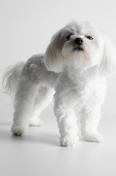 Maltese dog on a white background.