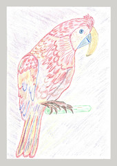 Pencil drawing African parrot © Kapitalist63