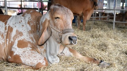 Good Breed cow brahman