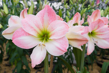 Amaryllis or Hippeastrum flower booming in Garden Outdoor