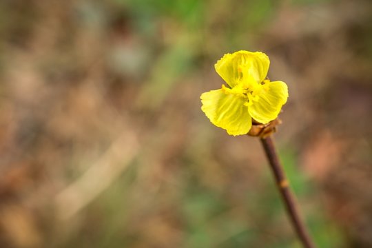 Xyris Billeder Gennemse 101 stockfotos, vektorer og videoer Adobe Stock